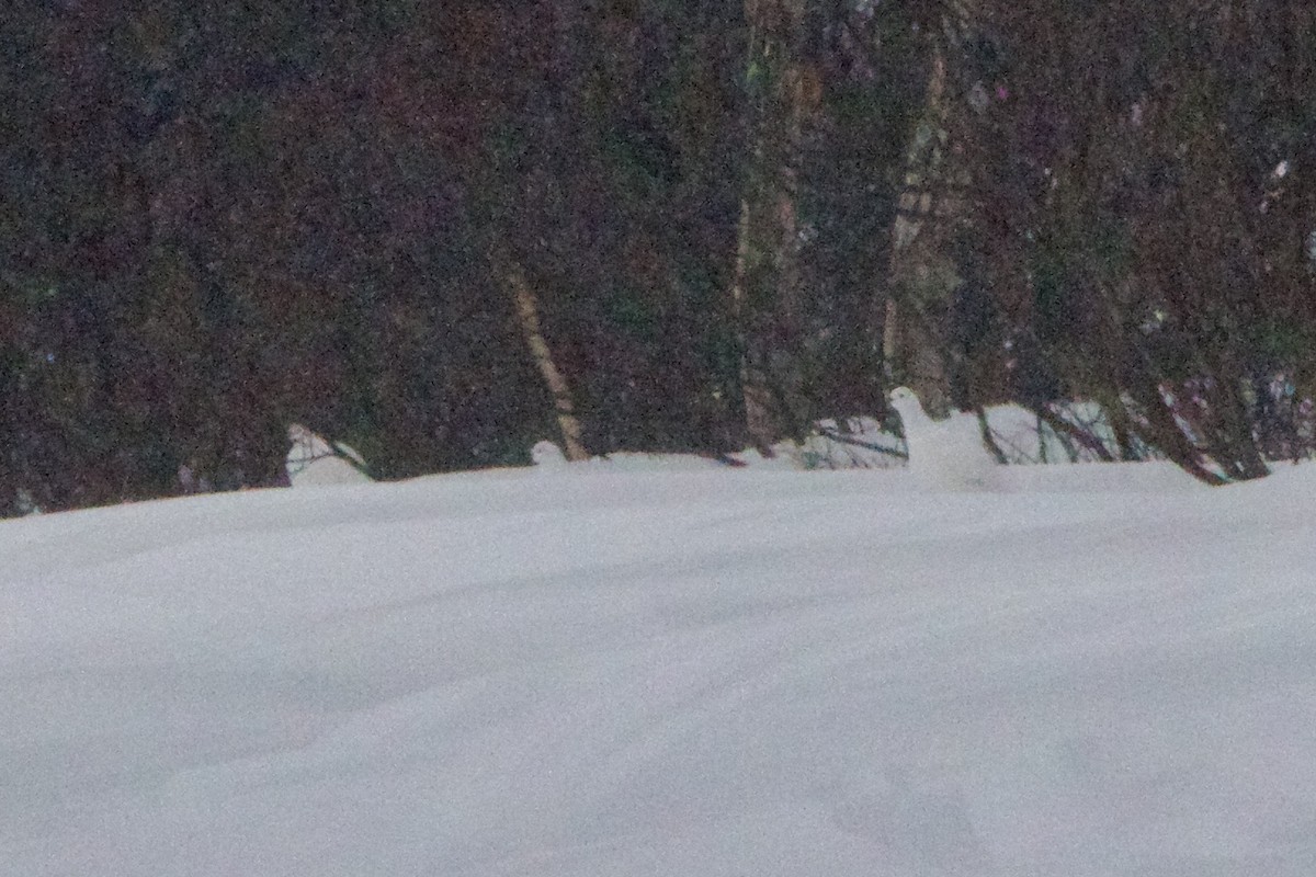 Lagopède des saules - ML643139508