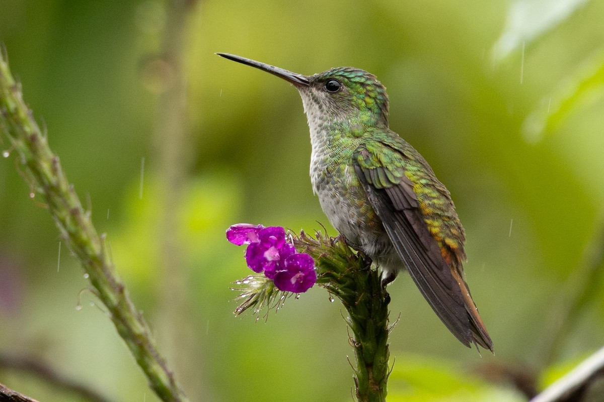 Golden-tailed Sapphire - ML643139513