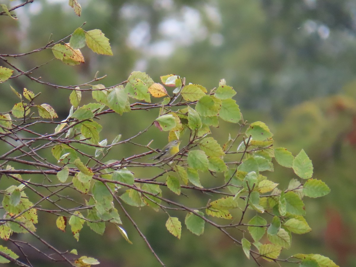 Northern Parula - ML643139519