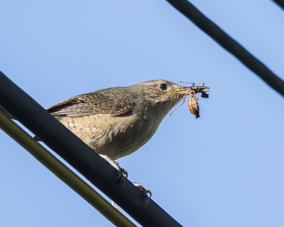 Southern House Wren - ML643139534