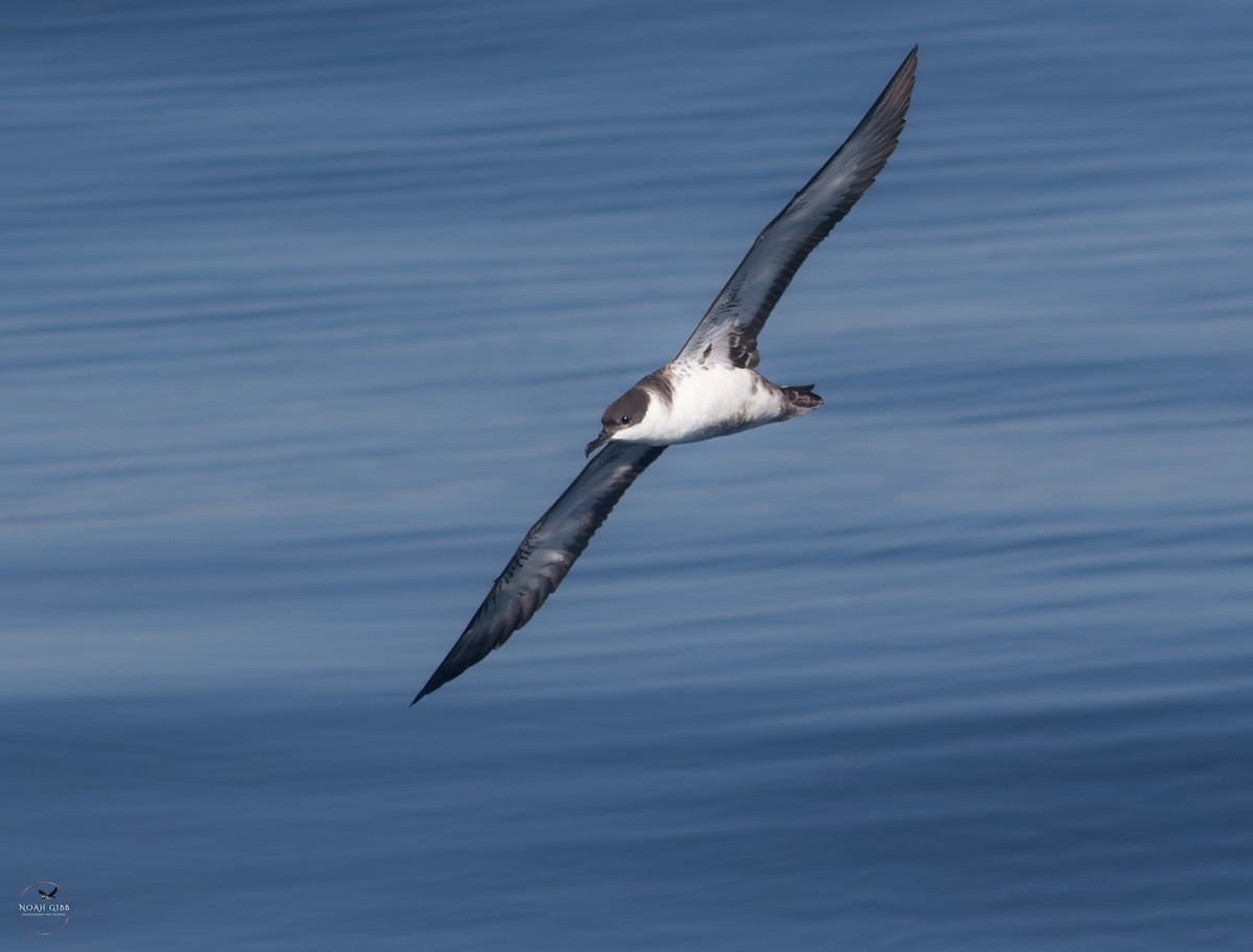 Great Shearwater - ML643139537