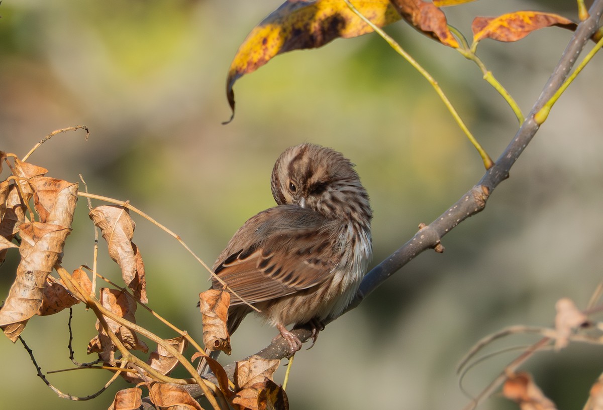 Song Sparrow - ML643139539