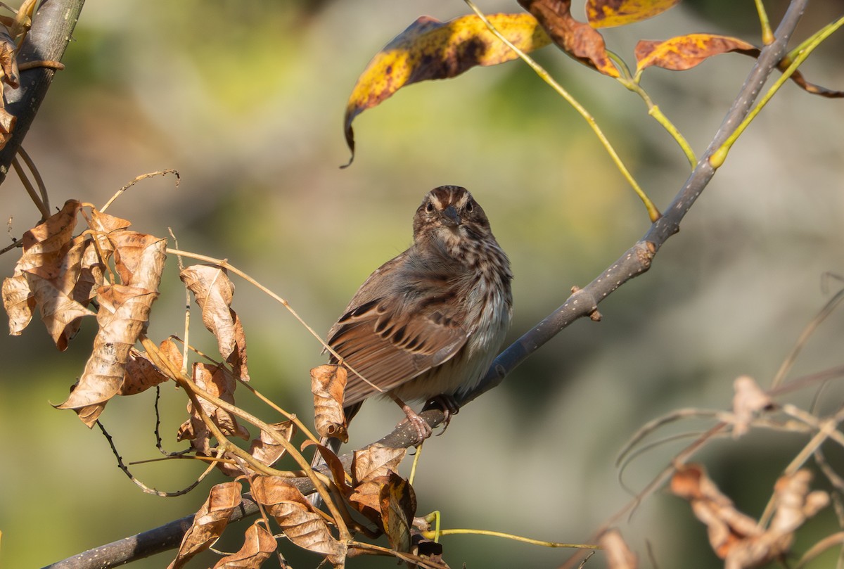 Song Sparrow - ML643139540