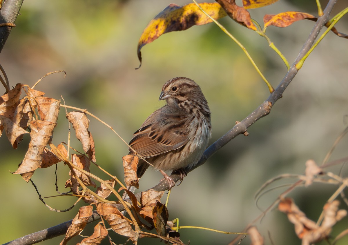 Song Sparrow - ML643139541