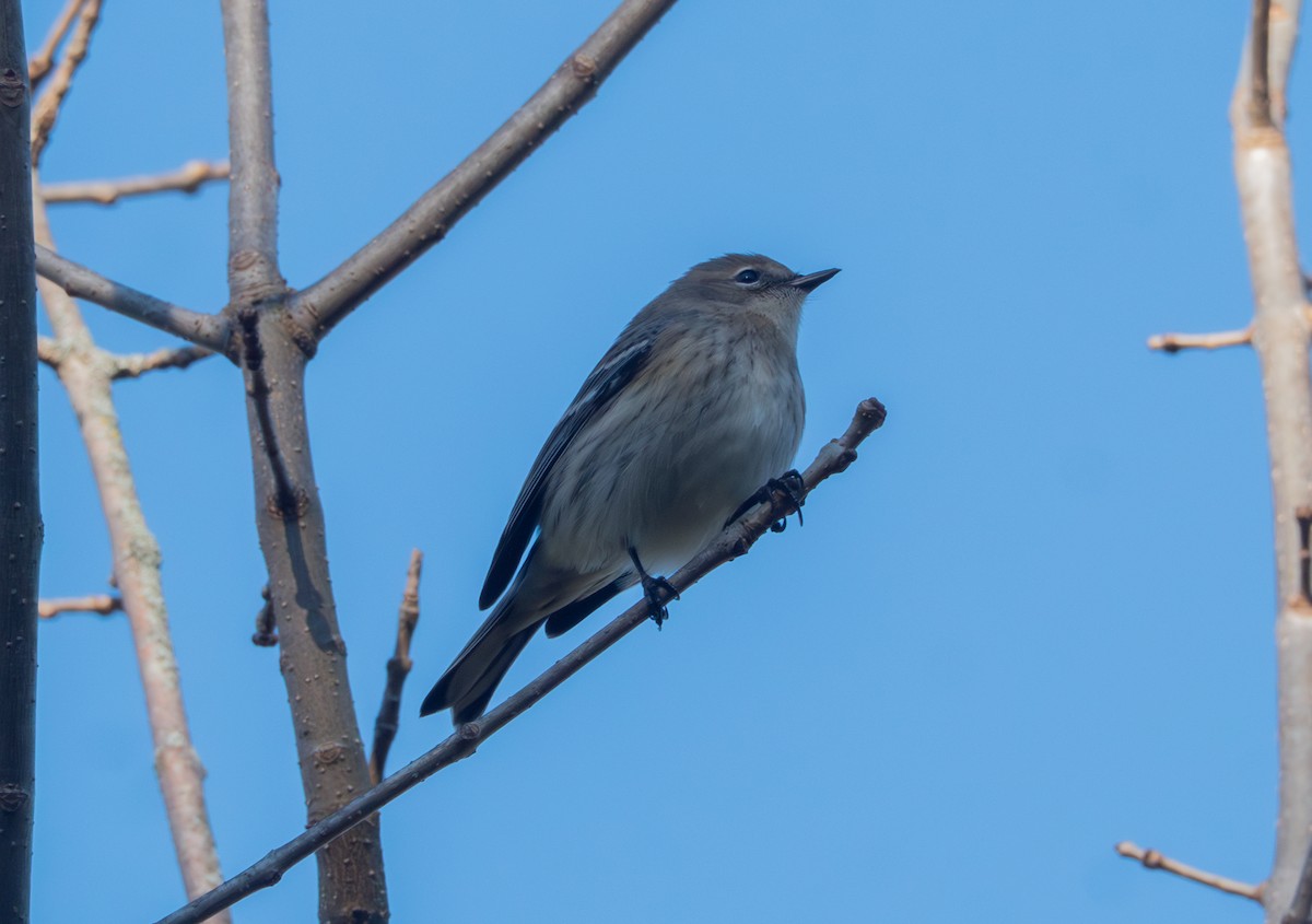 Yellow-rumped Warbler - ML643139547