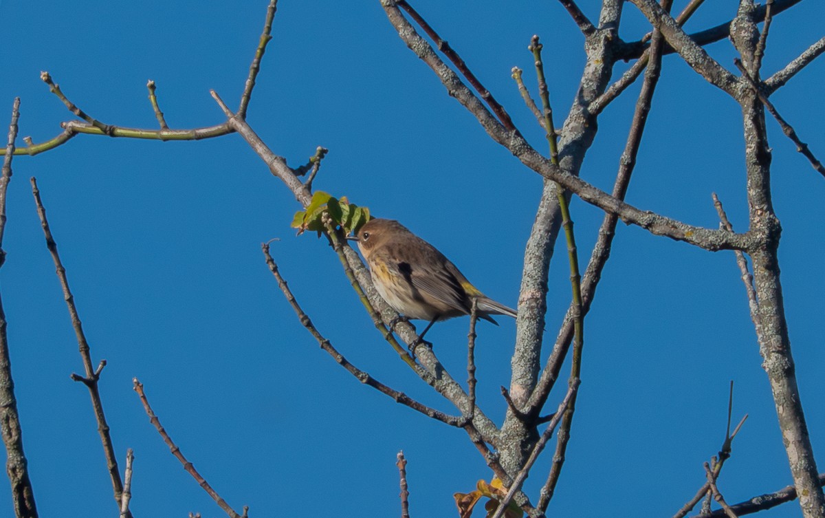 Yellow-rumped Warbler - ML643139548