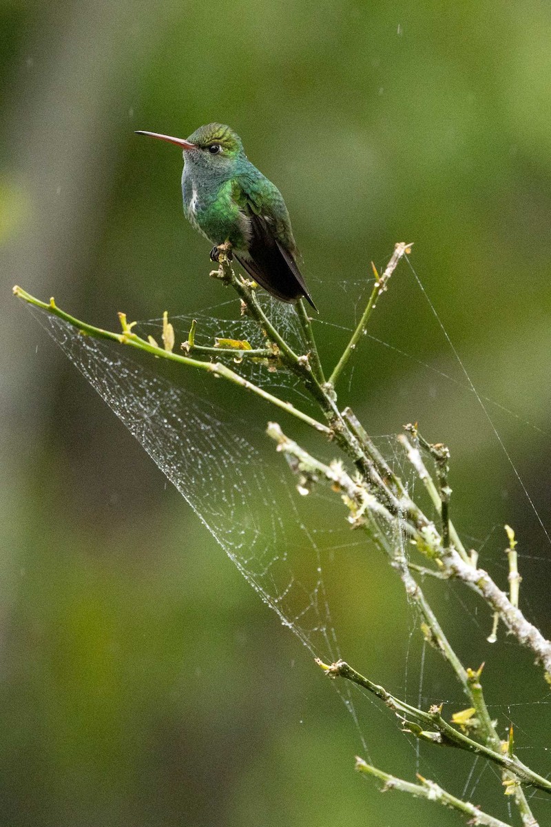 Glittering-throated Emerald - ML643139564