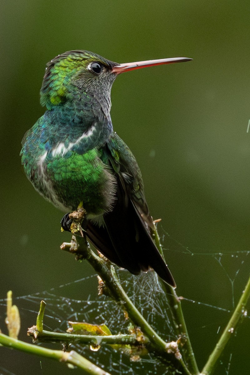 Glittering-throated Emerald - ML643139565