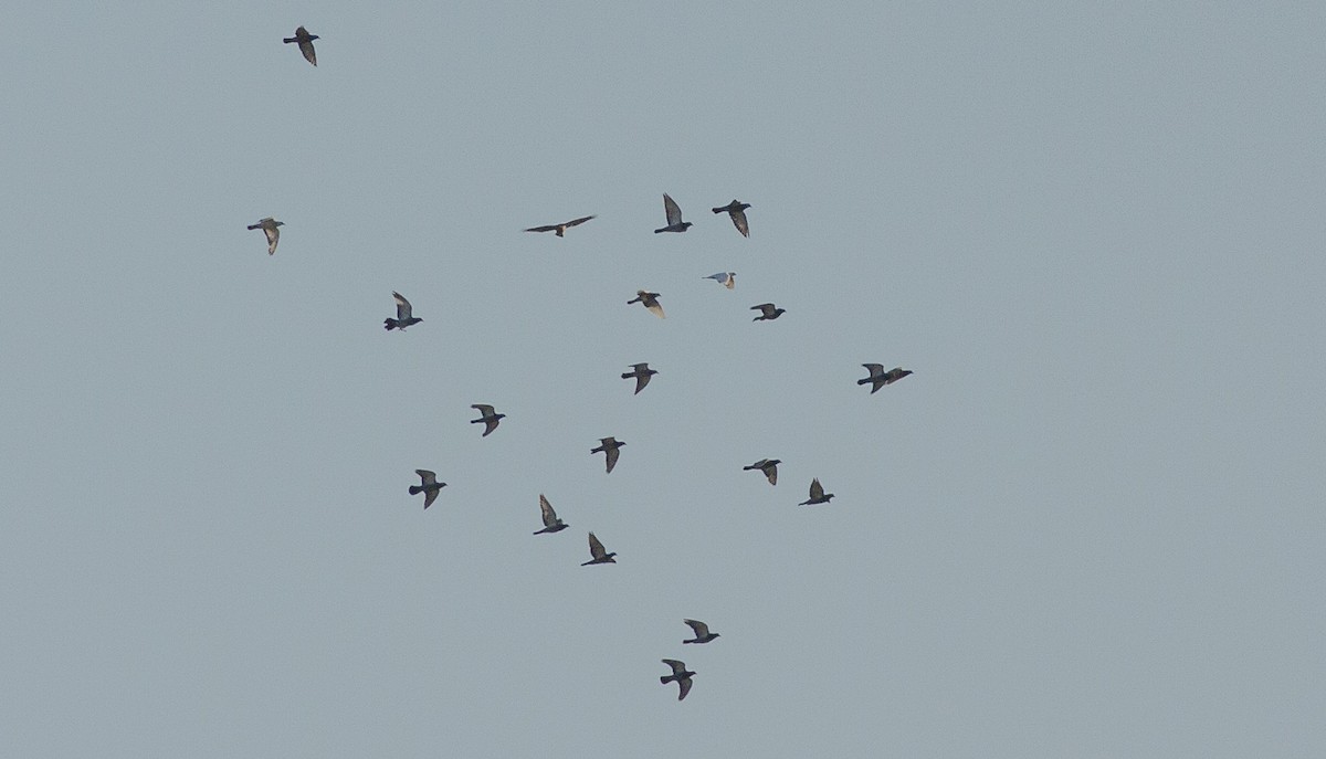 Rock Pigeon (Feral Pigeon) - ML643139566