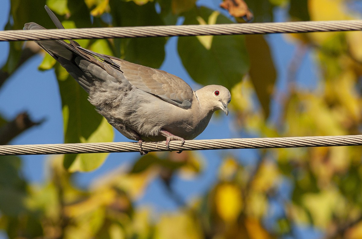 Eurasian Collared-Dove - ML643139580
