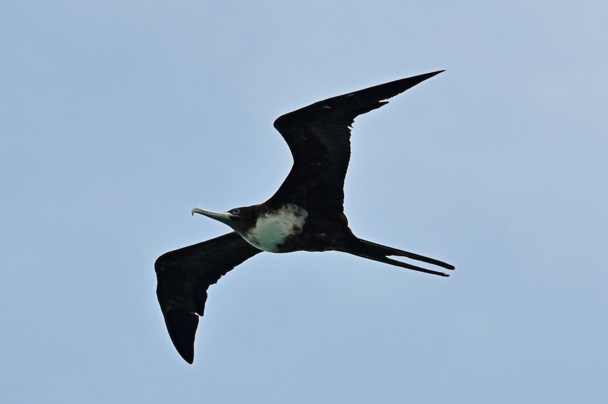 Lesser Frigatebird - ML643139581