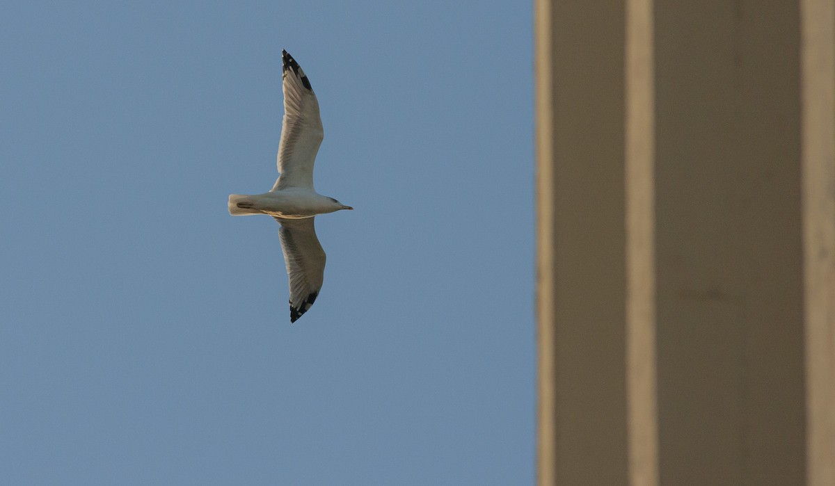 Yellow-legged Gull - ML643139584