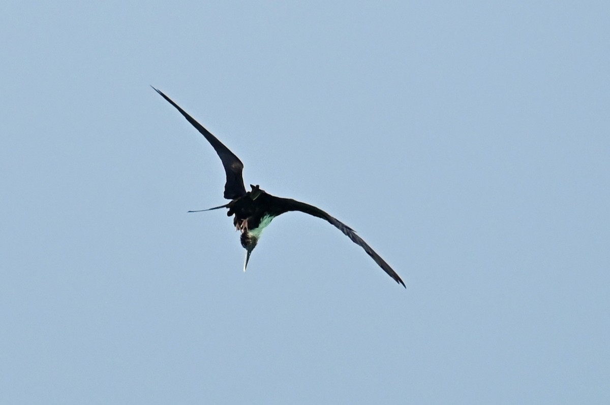 Lesser Frigatebird - ML643139587