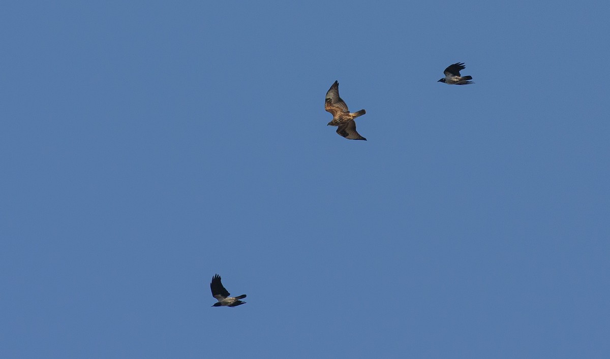 Common Buzzard - ML643139592