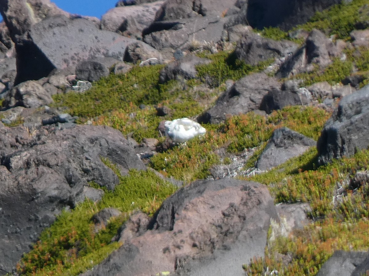 White-tailed Ptarmigan - ML643139594