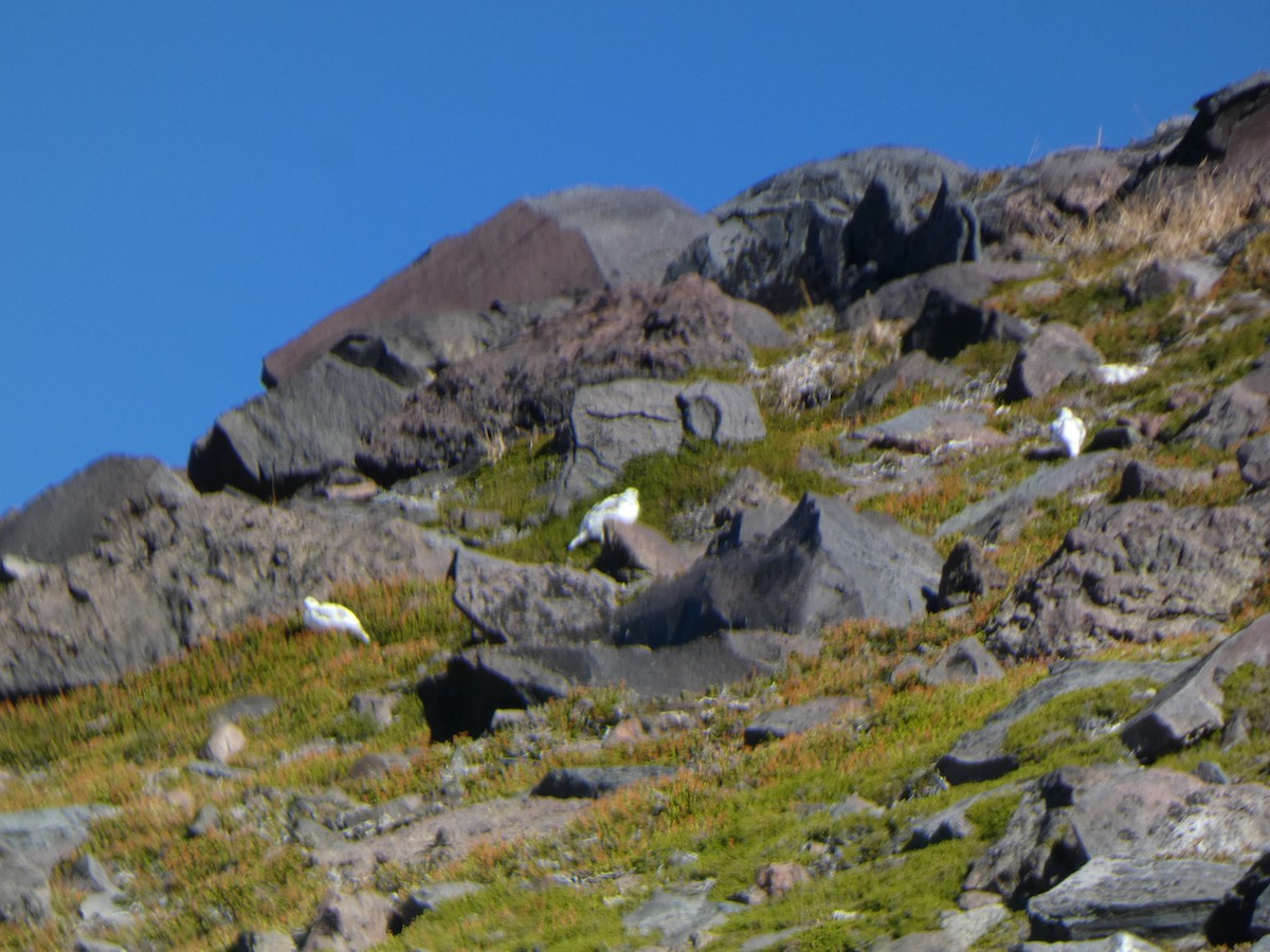 White-tailed Ptarmigan - ML643139595