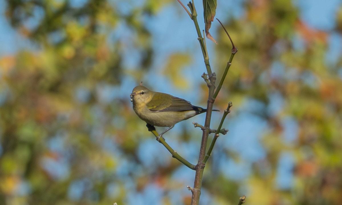 Tennessee Warbler - ML643139600