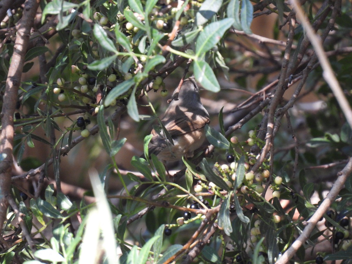 Western Subalpine Warbler - ML643139603