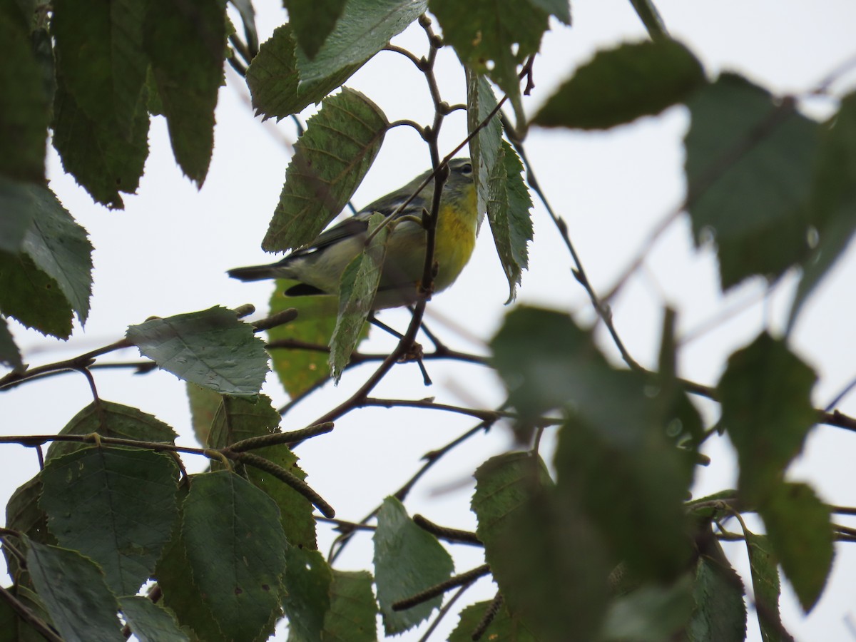 Northern Parula - ML643139605
