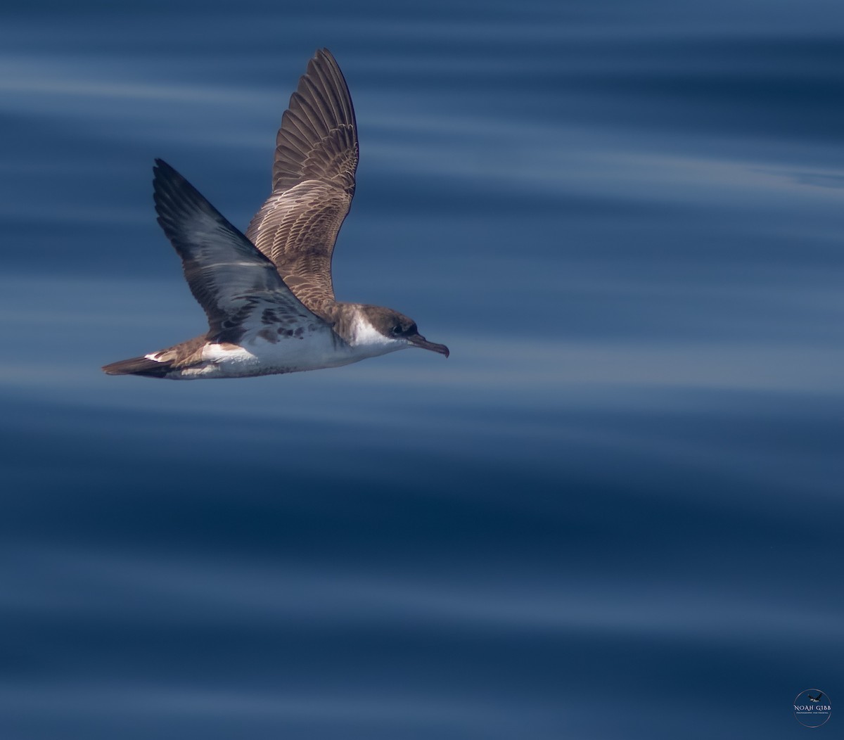 Great Shearwater - ML643139608