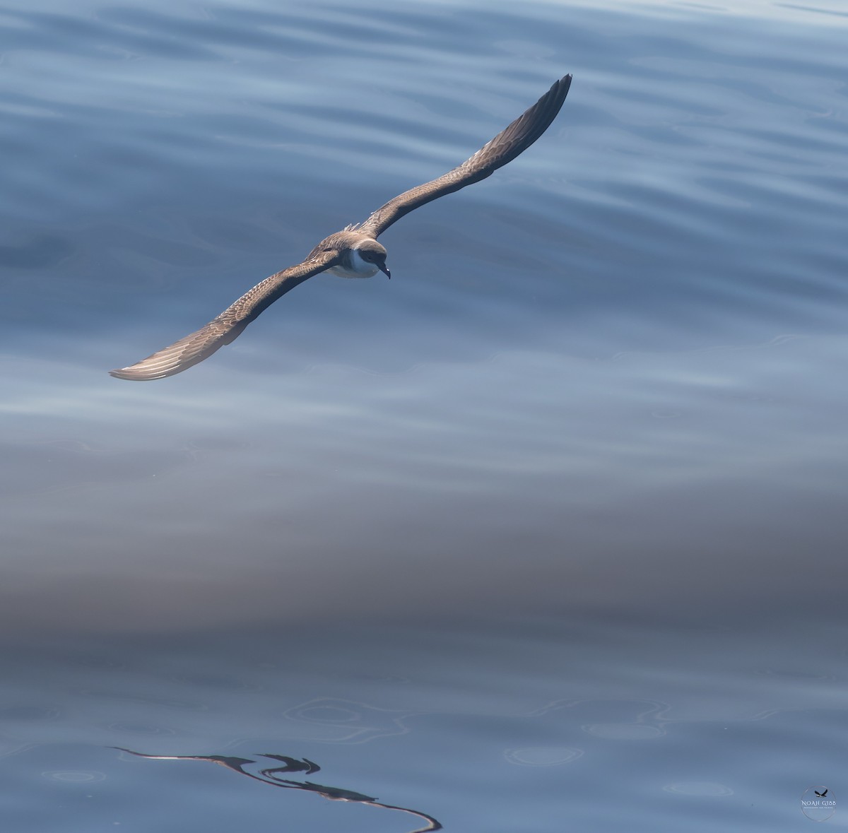 Great Shearwater - ML643139609