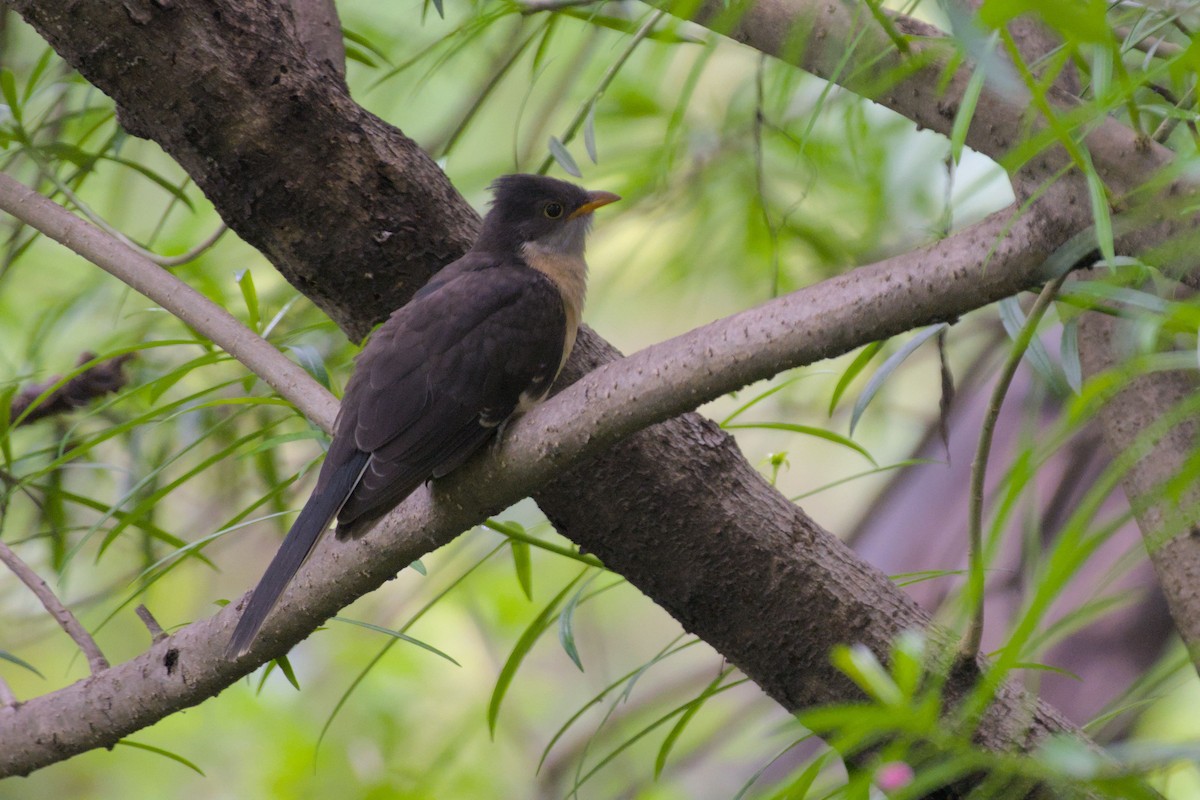 Pied Cuckoo - ML643139651