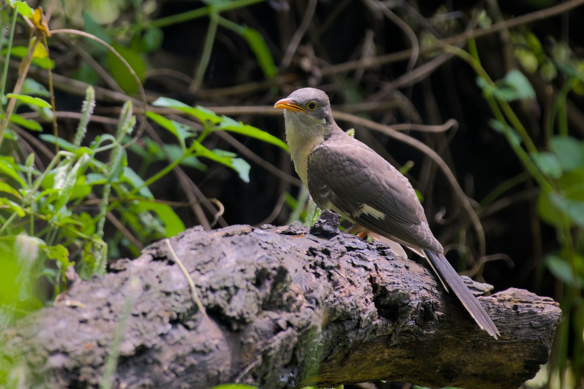 Pied Cuckoo - ML643139652