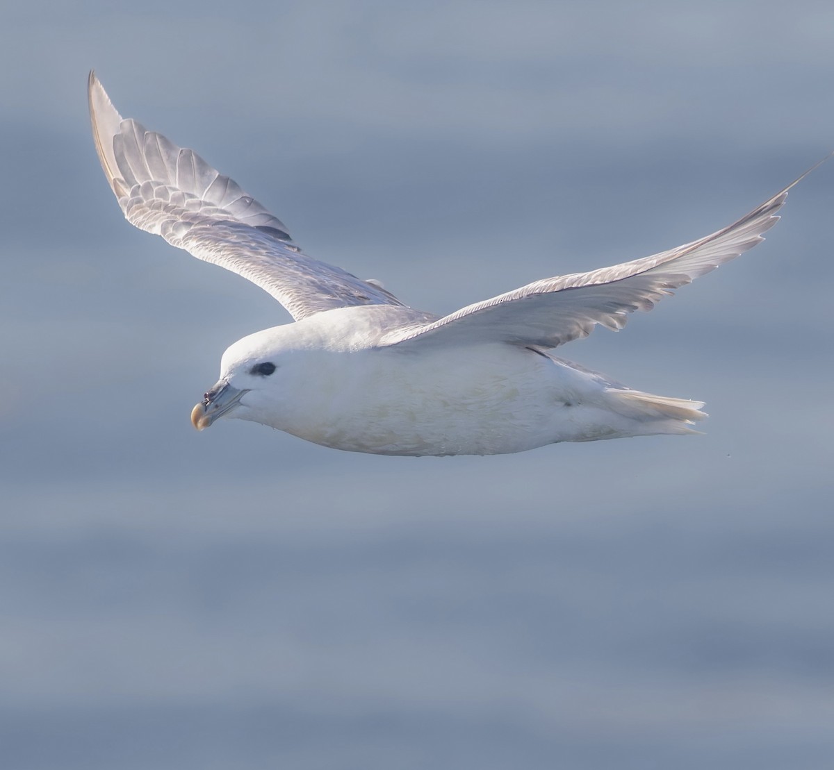 暴風鸌 - ML643139658