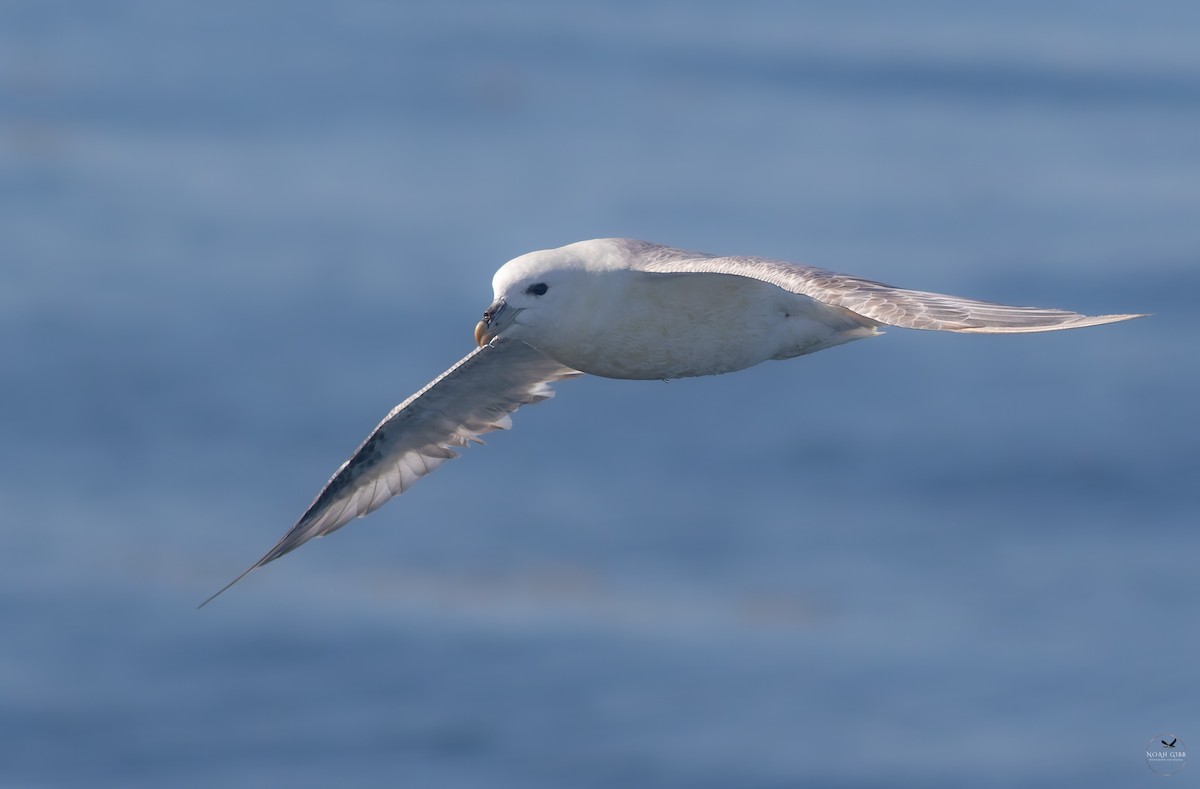 暴風鸌 - ML643139660