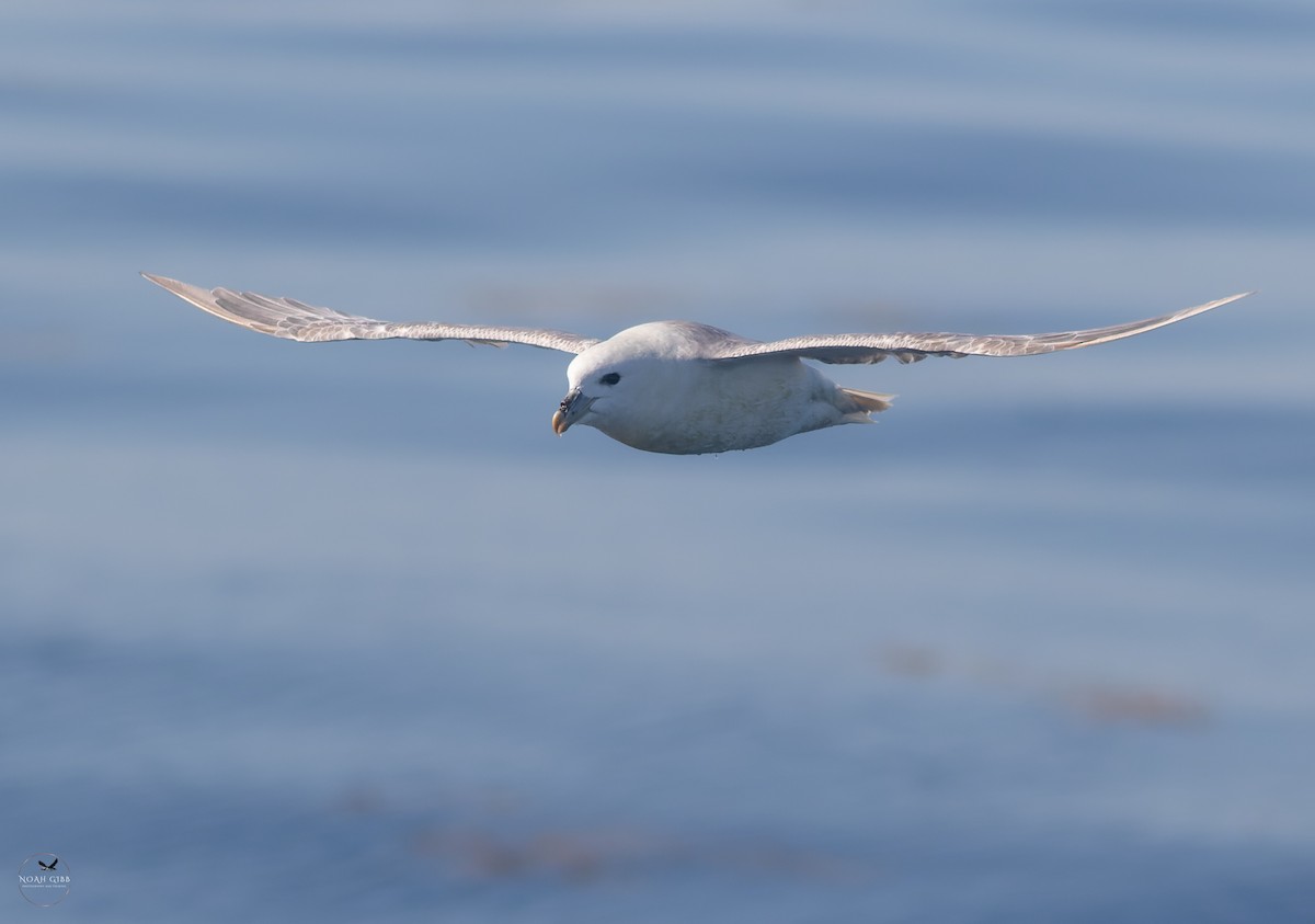 暴風鸌 - ML643139661