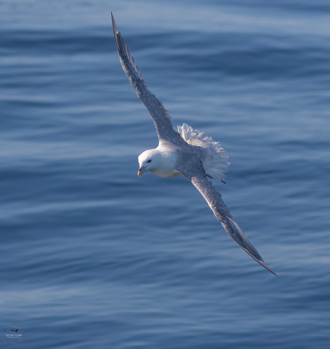 暴風鸌 - ML643139662