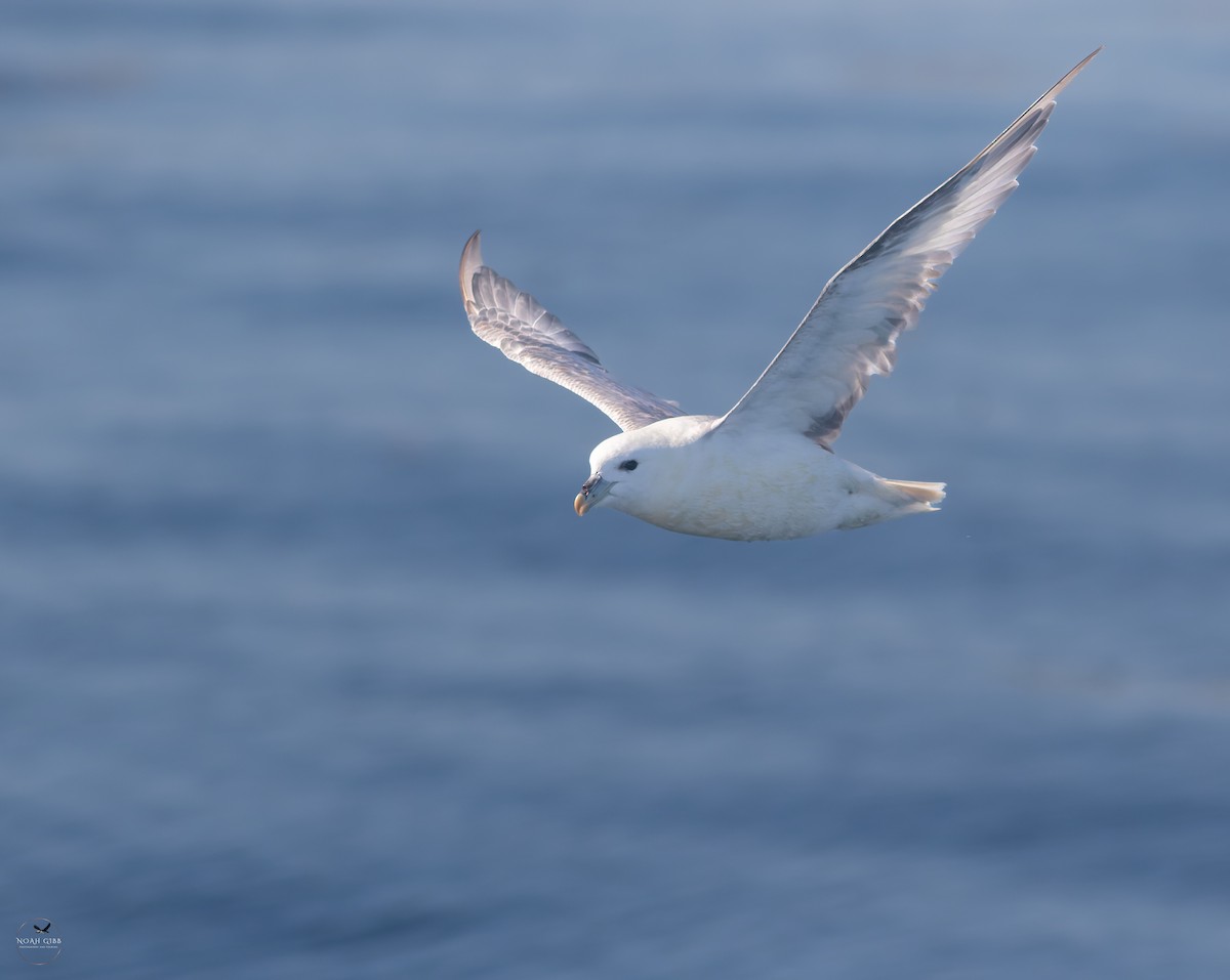 暴風鸌 - ML643139663