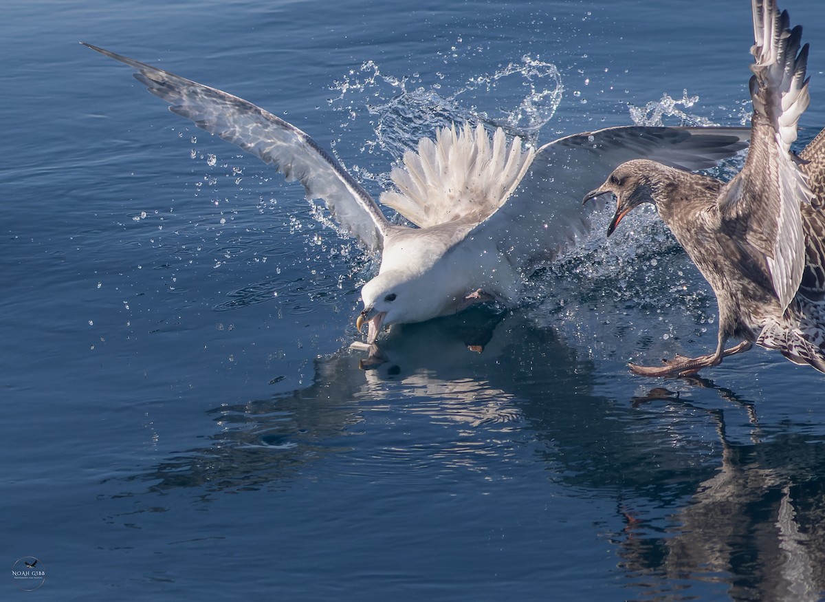 暴風鸌 - ML643139664