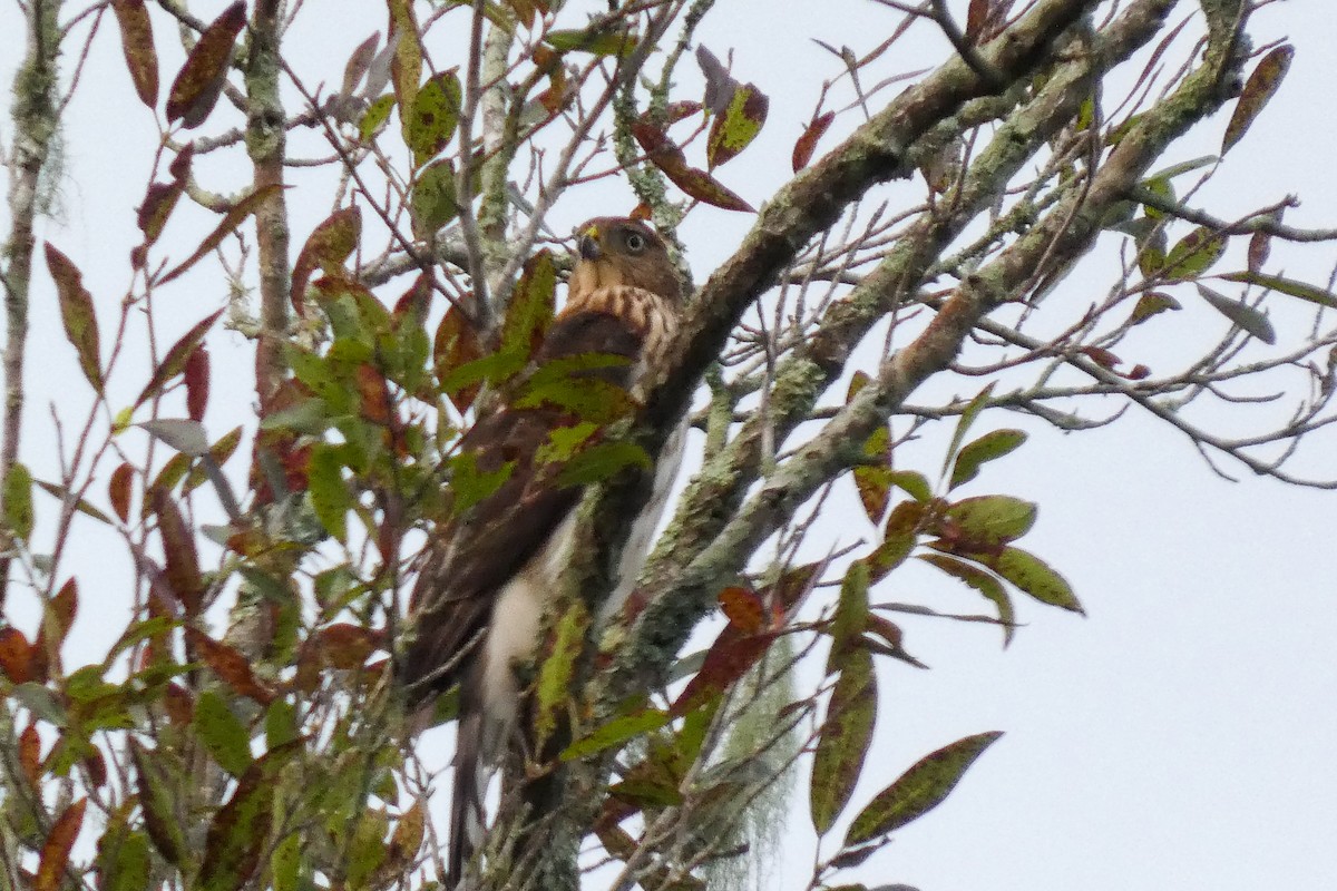 Cooper's Hawk - ML643139672
