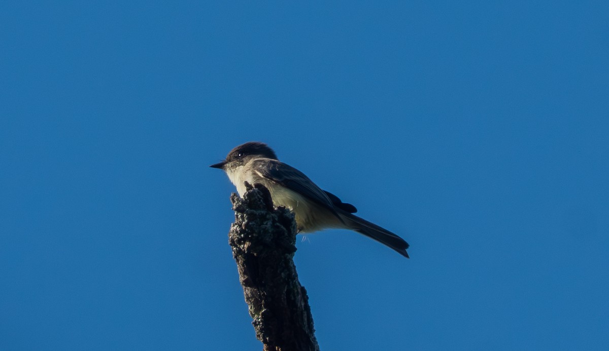 Eastern Phoebe - ML643139684