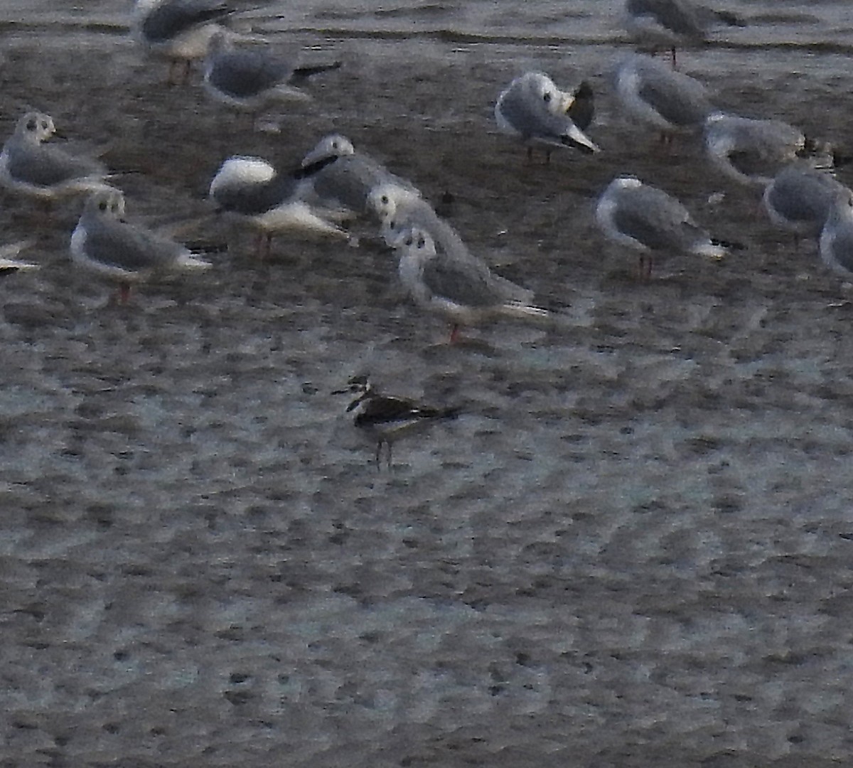 Little Gull - ML643139688