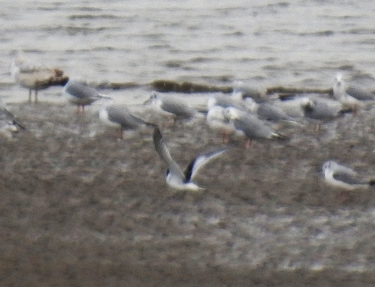 Little Gull - ML643139696