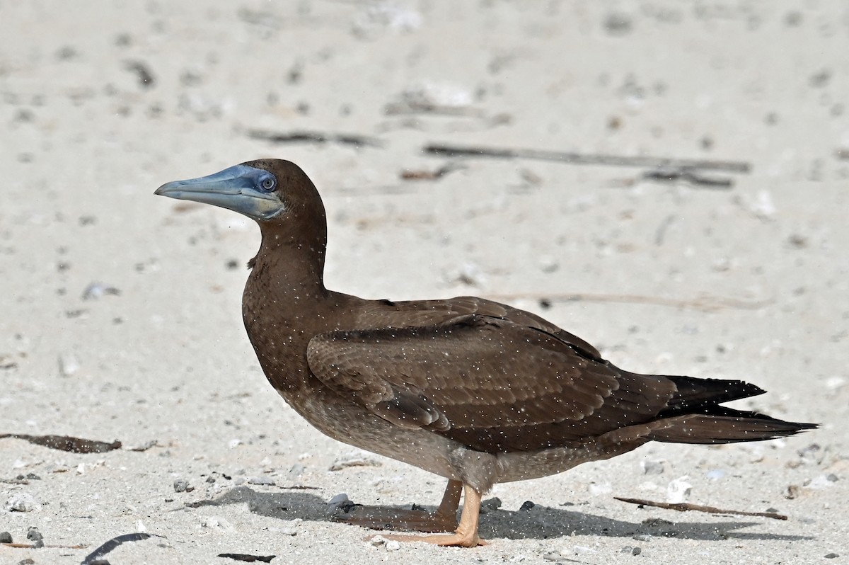 Brown Booby - ML643139699
