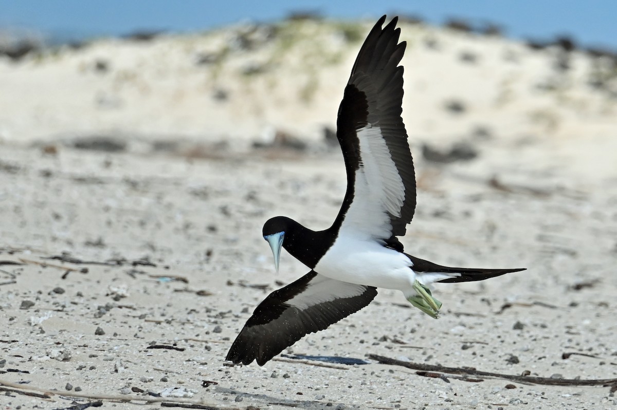 Brown Booby - ML643139704