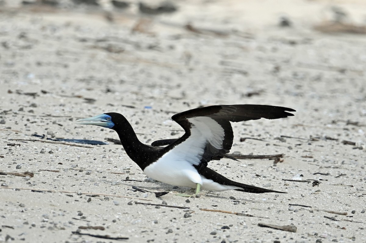 Brown Booby - ML643139706
