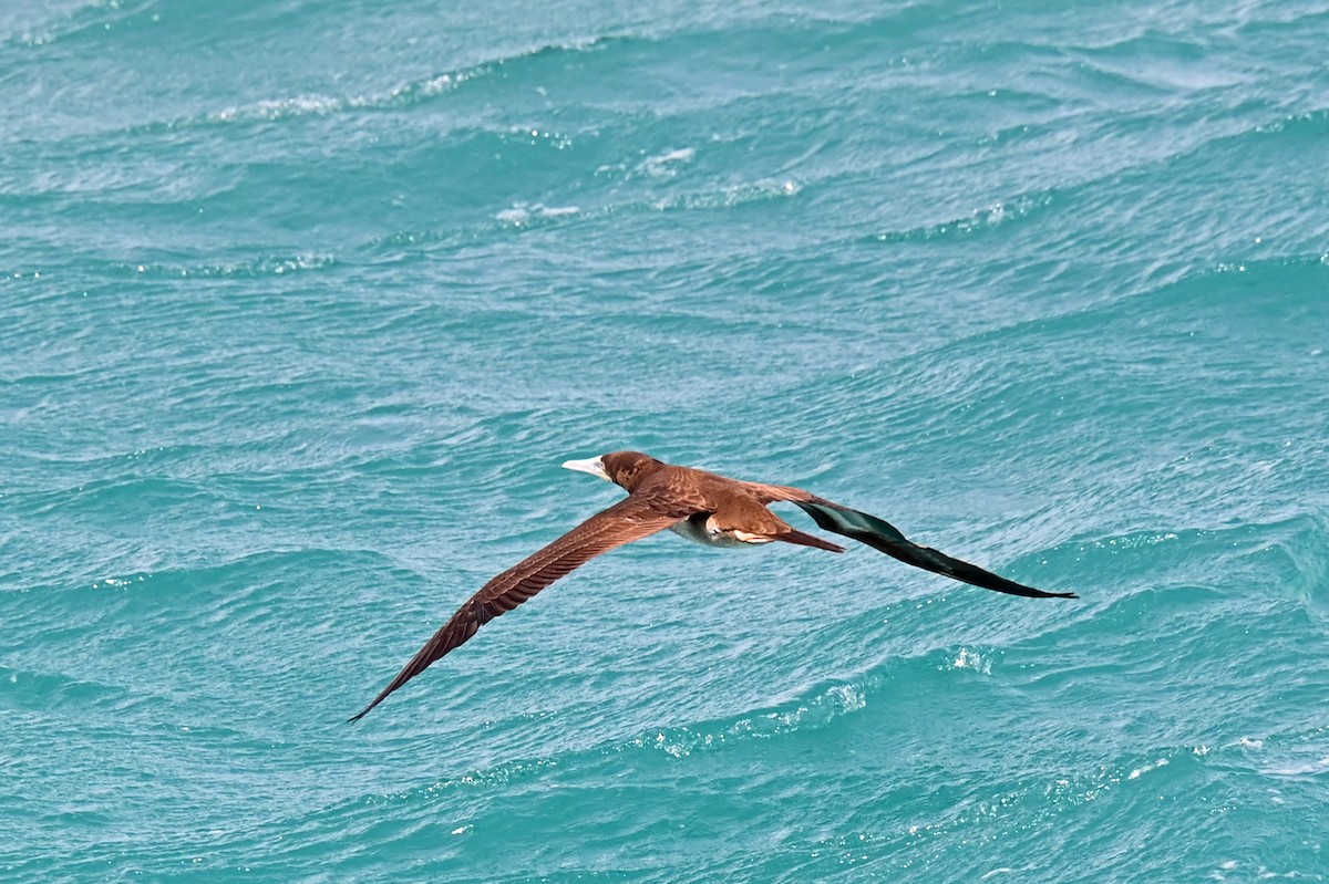 Brown Booby - ML643139707