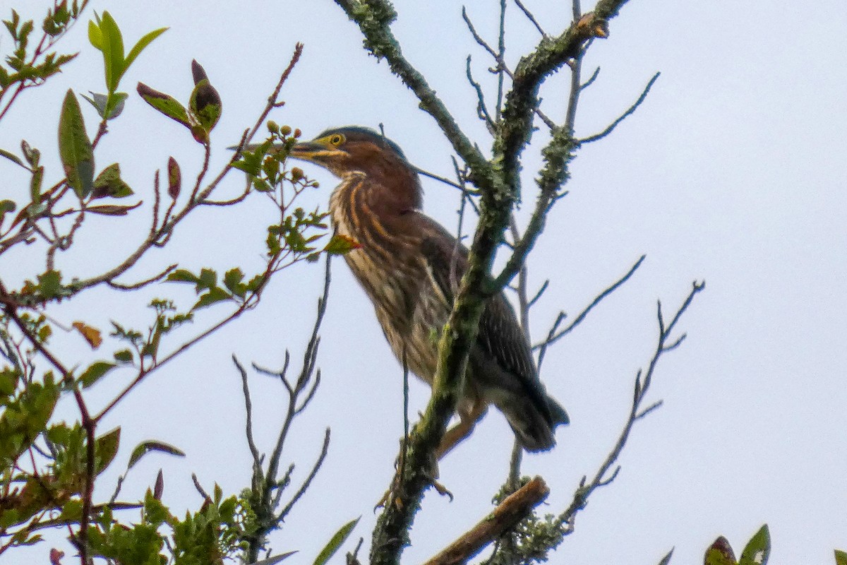 Green Heron - ML643139714