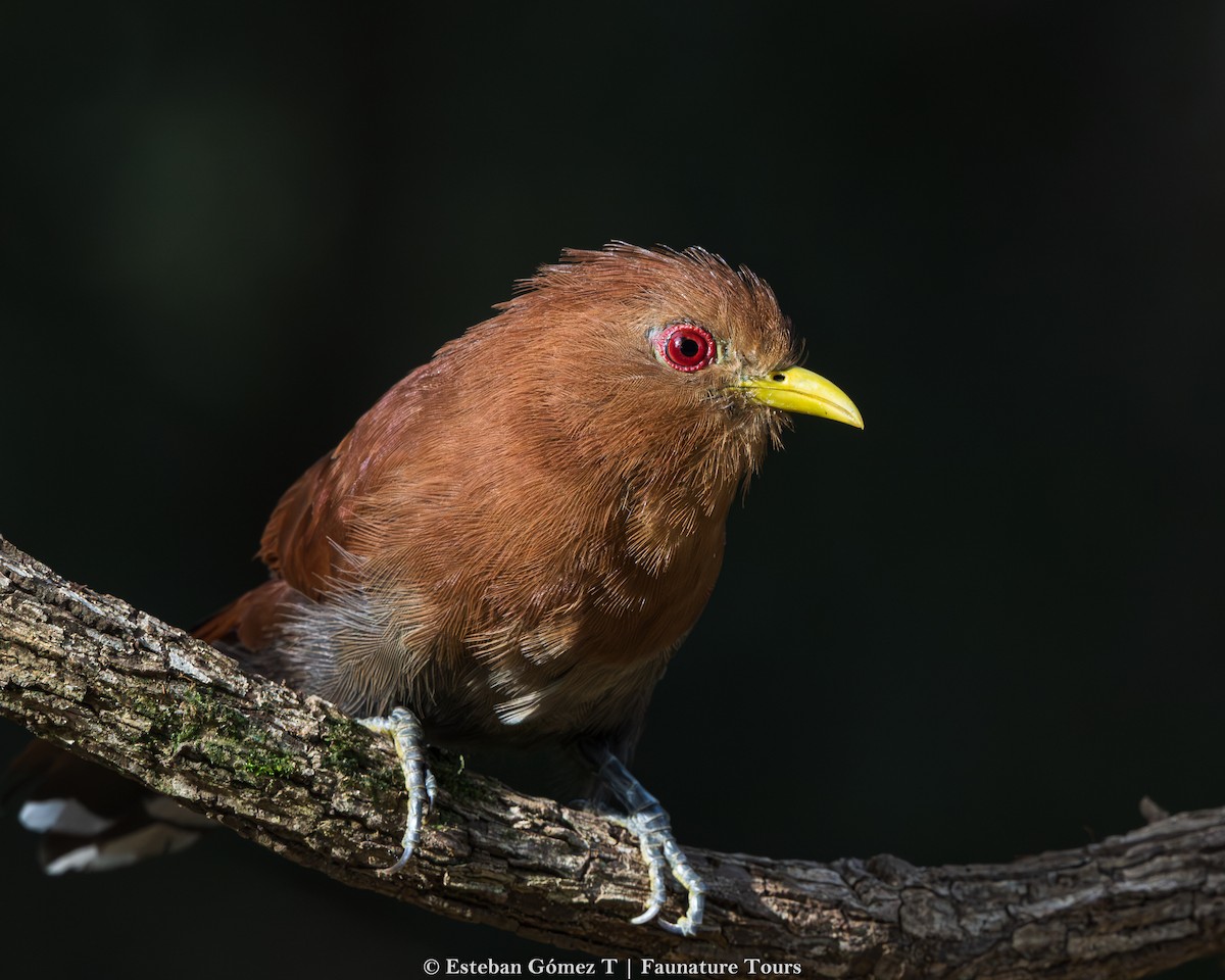 Little Cuckoo - ML643139716