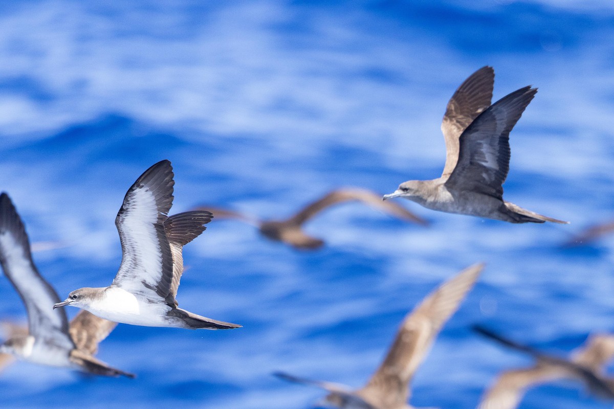 Wedge-tailed Shearwater - ML643139754