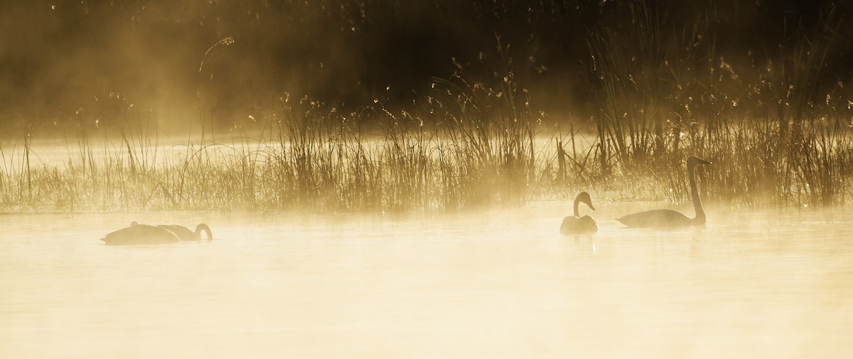 Trumpeter Swan - ML643139756