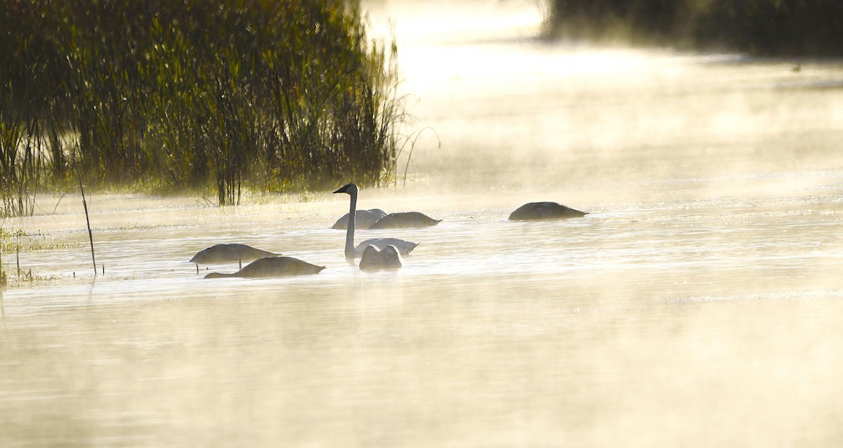 Trumpeter Swan - ML643139757