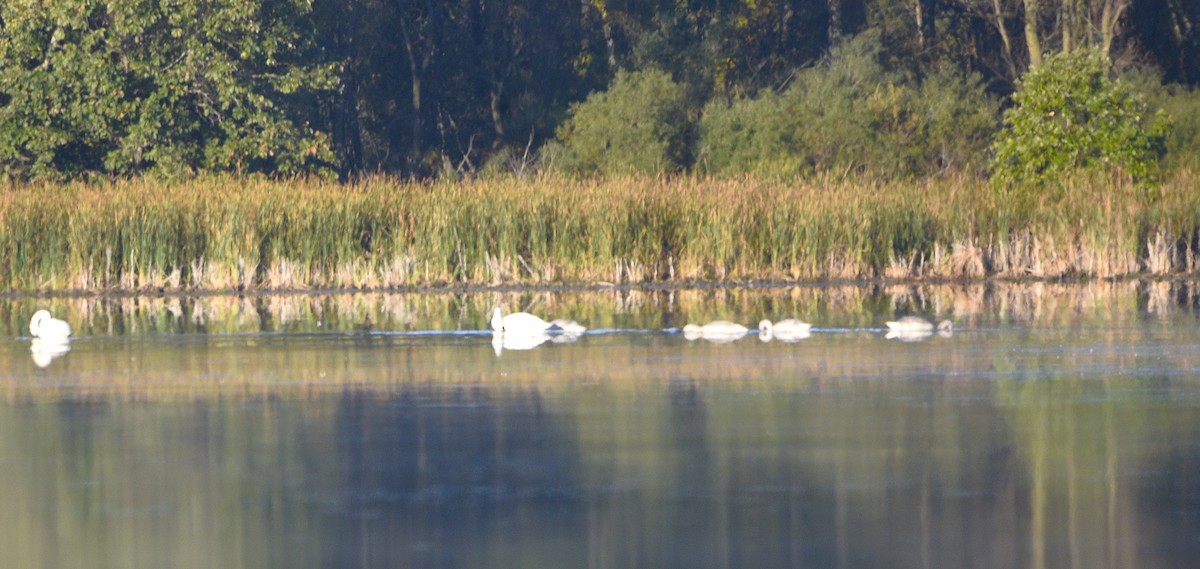 Trumpeter Swan - ML643139758