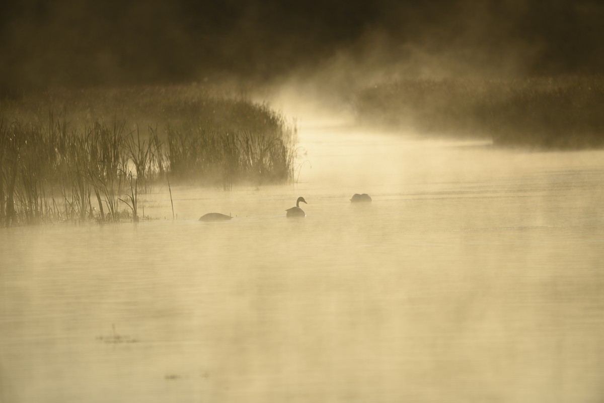 Trumpeter Swan - ML643139764