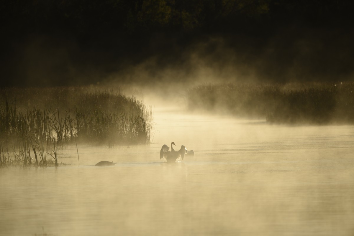 Trumpeter Swan - ML643139765