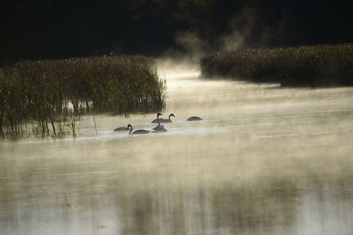 Trumpeter Swan - ML643139766